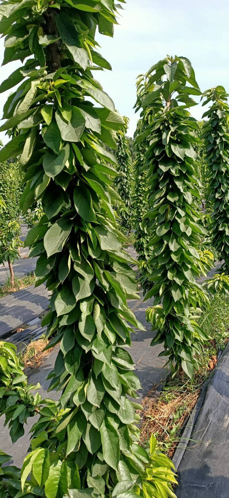 2020-5-27一根棍成花状