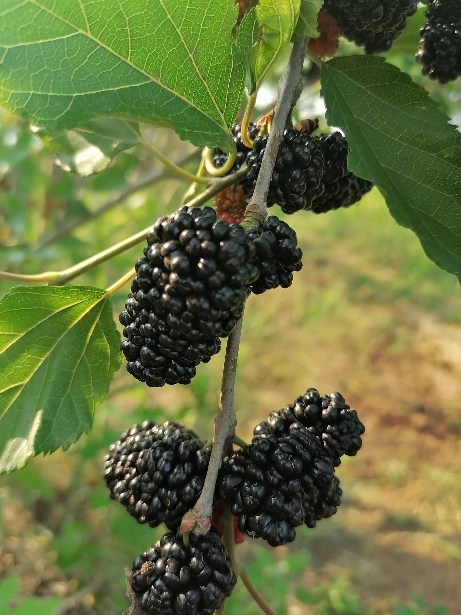 桑葚上好多刺怎么回事?