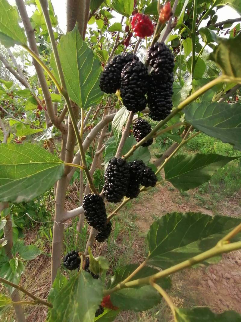 桑葚上好多刺怎么回事?