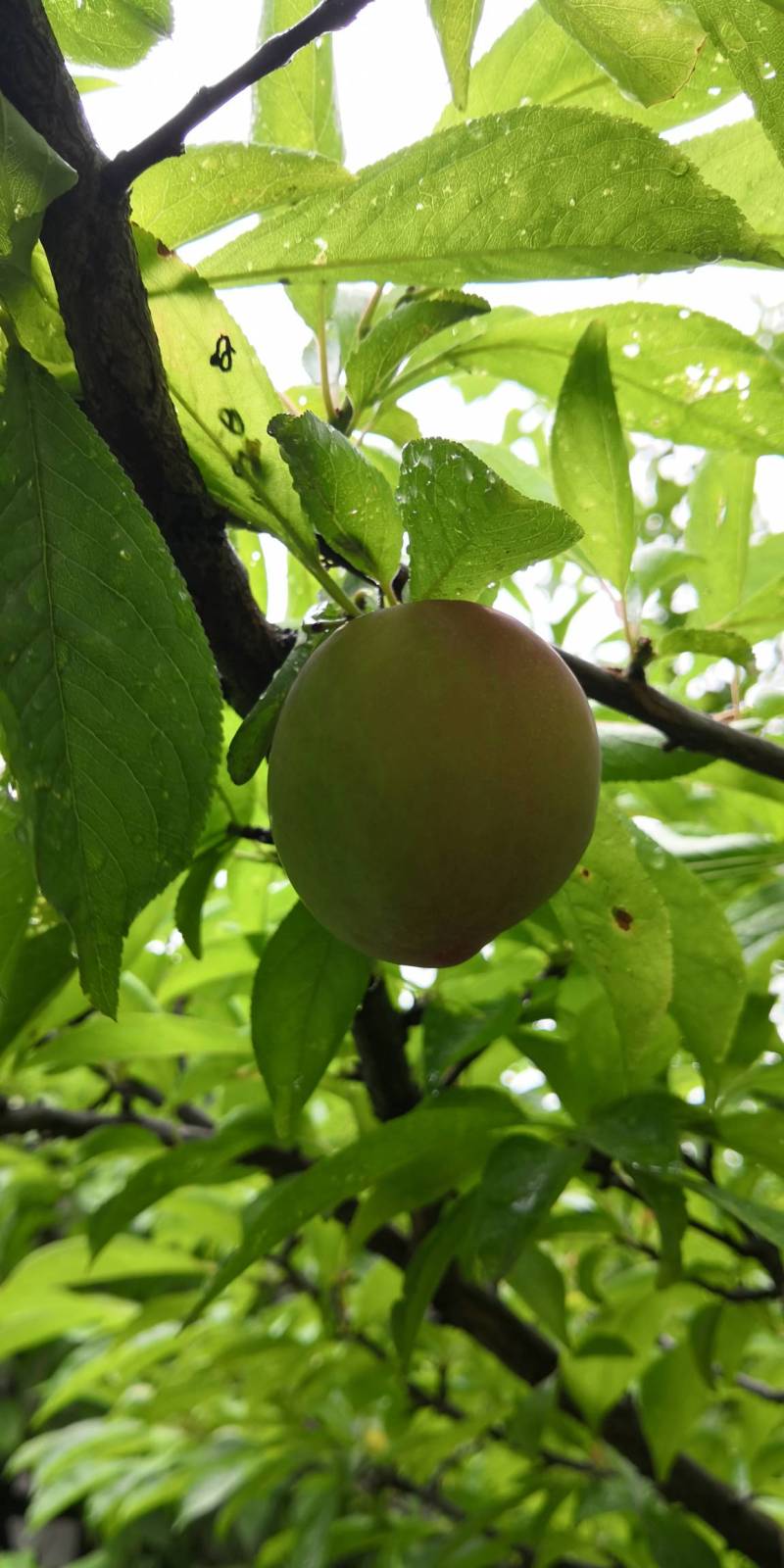 血李有些转红了