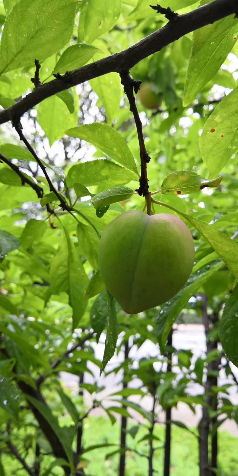 血李有些转红了