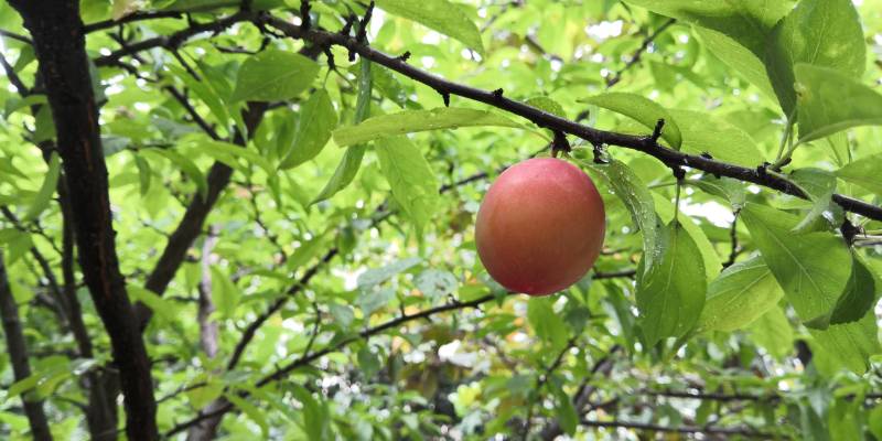 血李有些转红了