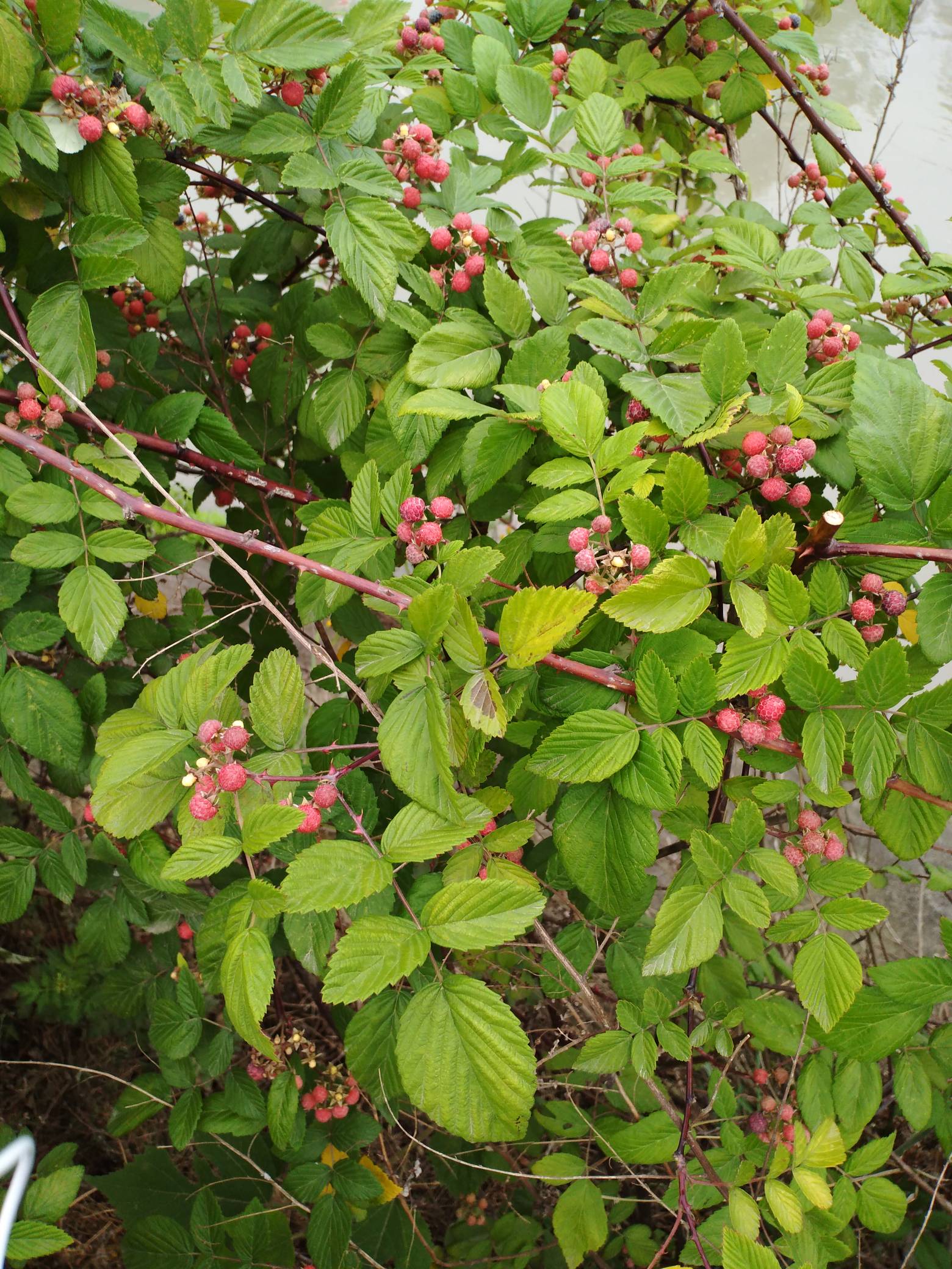 树莓的样子图片