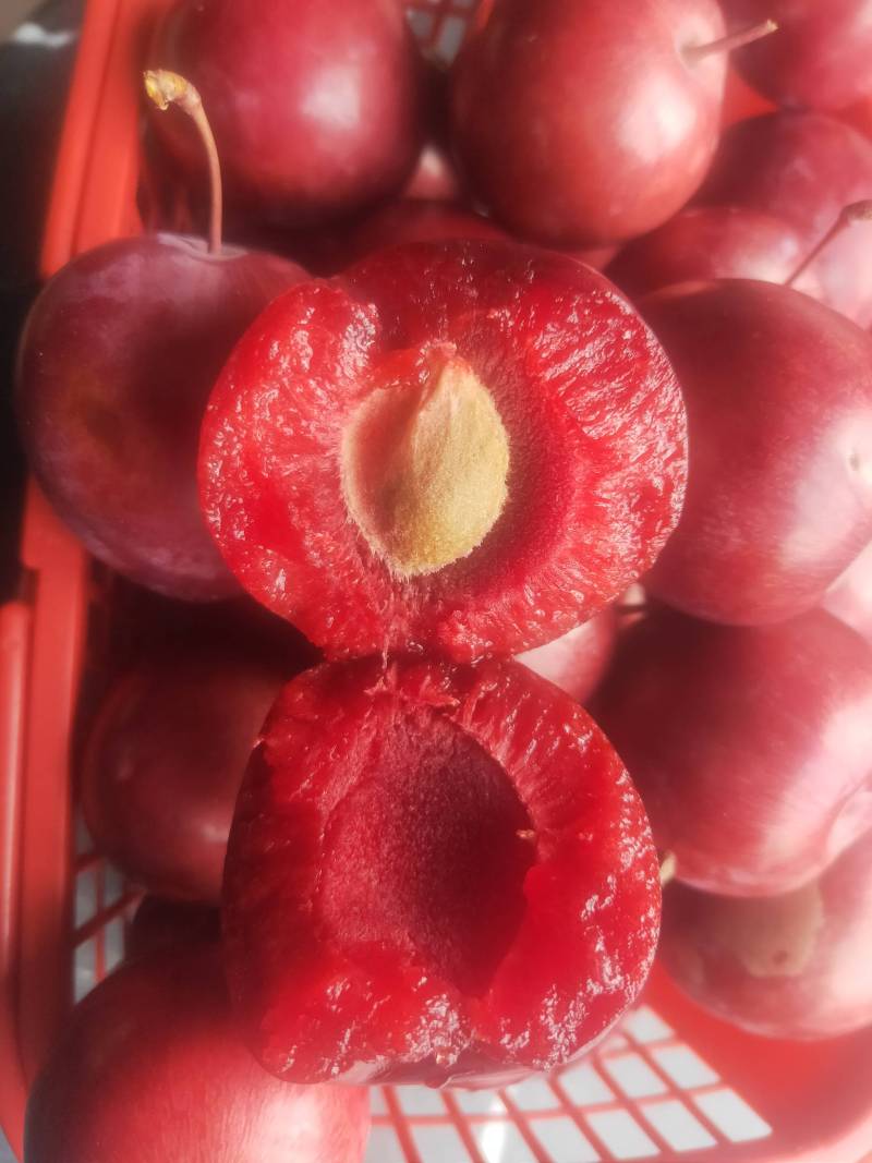 【极早熟红叶红肉李】