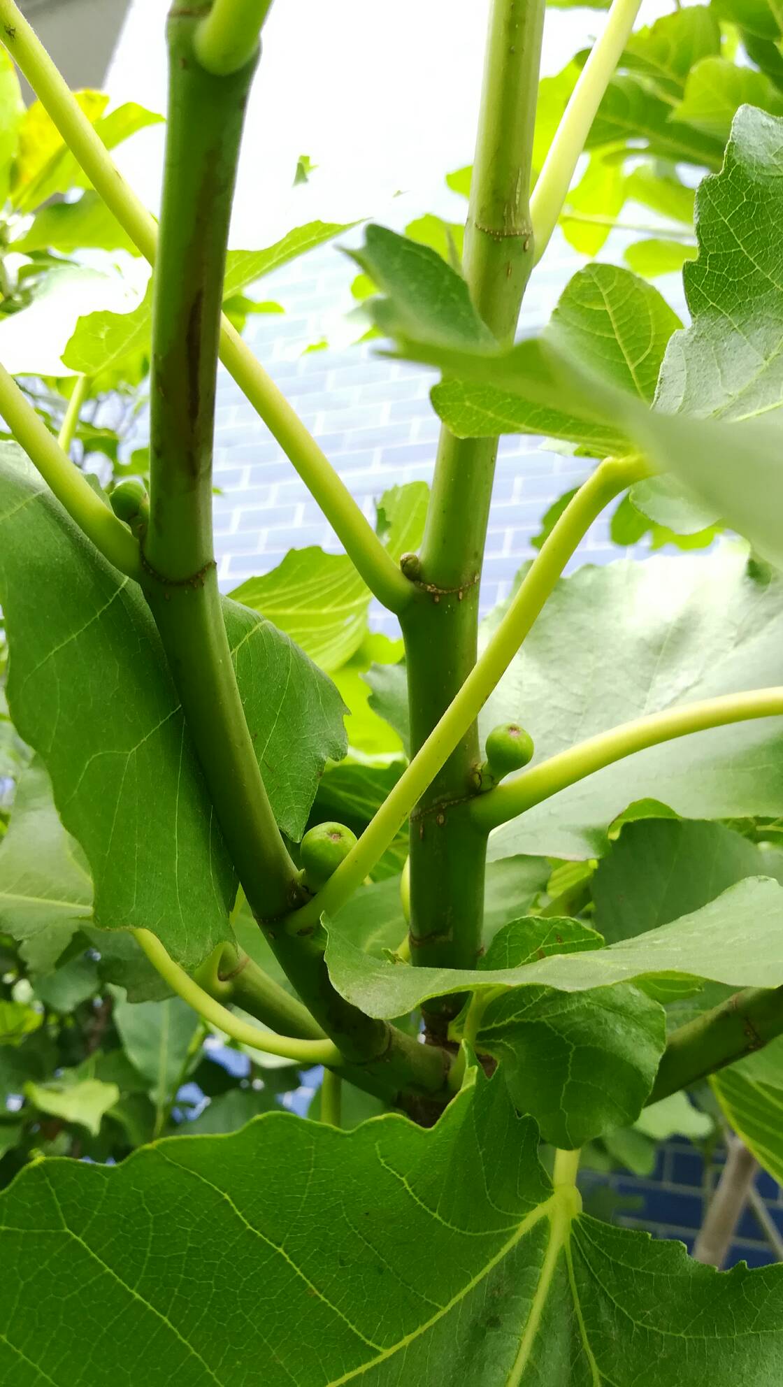 法紫(日紫)终于来果了! - 无花果论坛 - 水果邦农人之家论坛