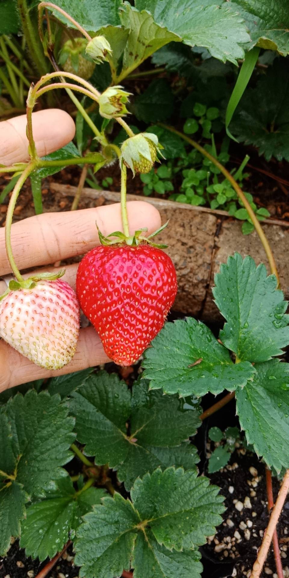 四星草莓