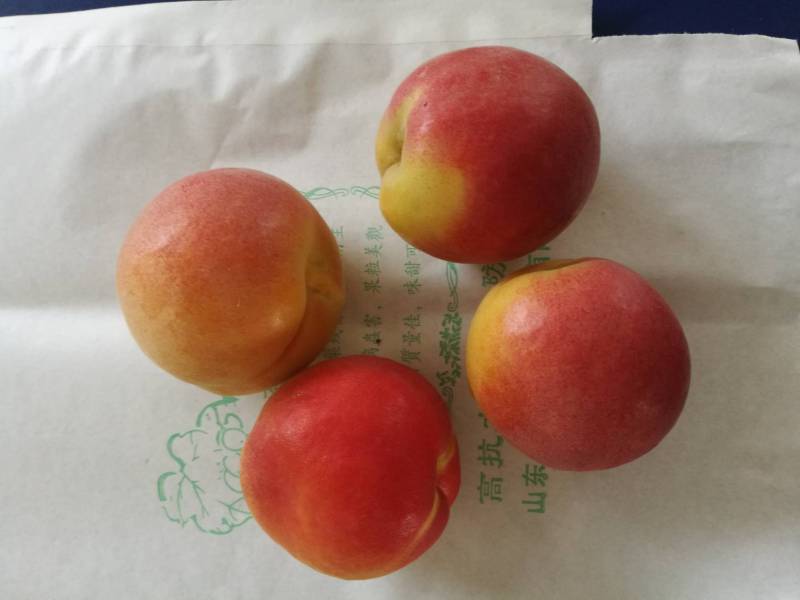 阳台盆栽关公脸杏5月30成熟