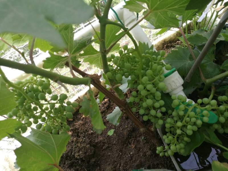 五月的巨玫瑰