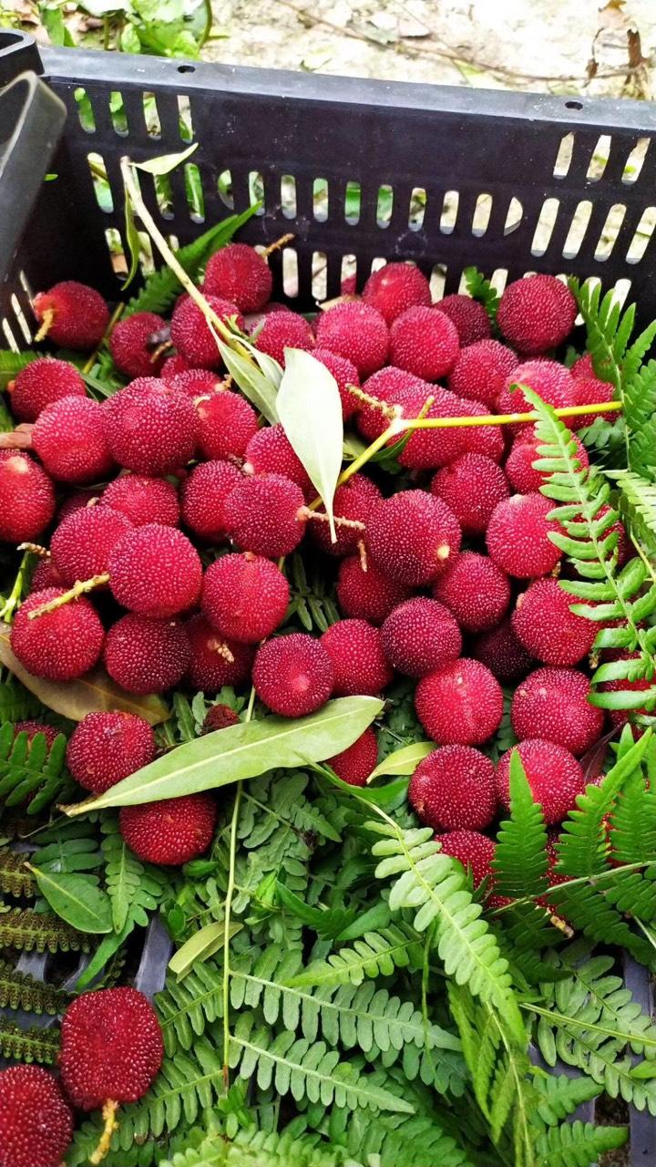 红盘绿蒂丁岙杨梅成熟