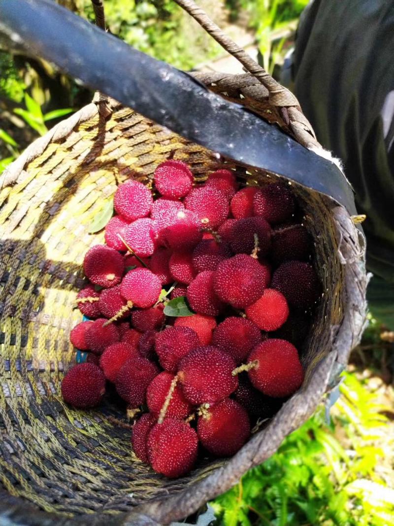 红盘绿蒂丁岙杨梅成熟