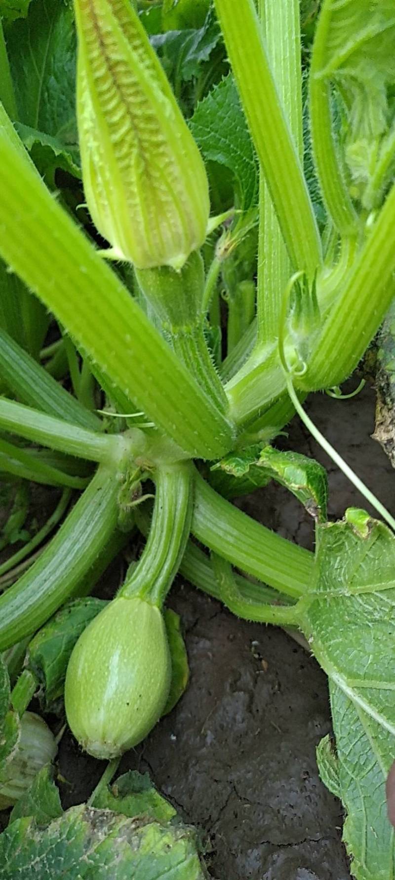 贝贝,黄西葫芦.金丝绞瓜作瓜了