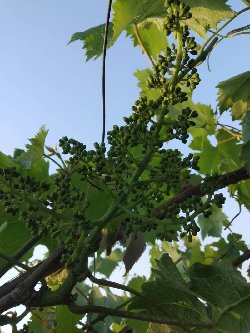 关于双燕,三泽系红伊豆的特性 - 葡萄论坛 - 水果邦农人之家论坛