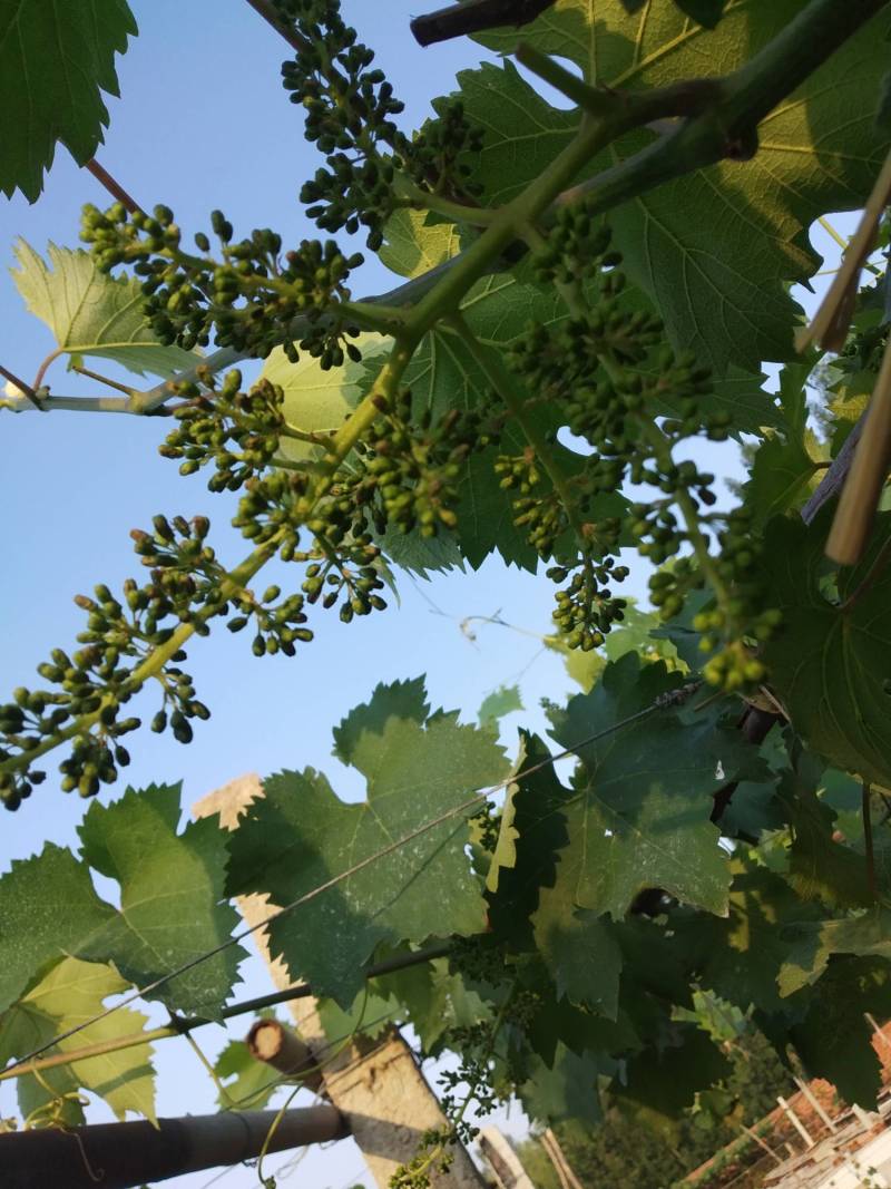 关于双燕,三泽系红伊豆的特性 - 葡萄论坛 - 水果邦农人之家论坛