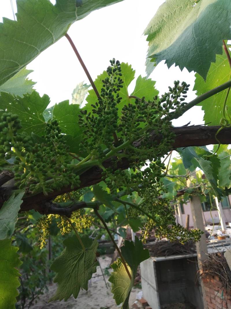 关于双燕,三泽系红伊豆的特性 - 葡萄论坛 - 水果邦农人之家论坛