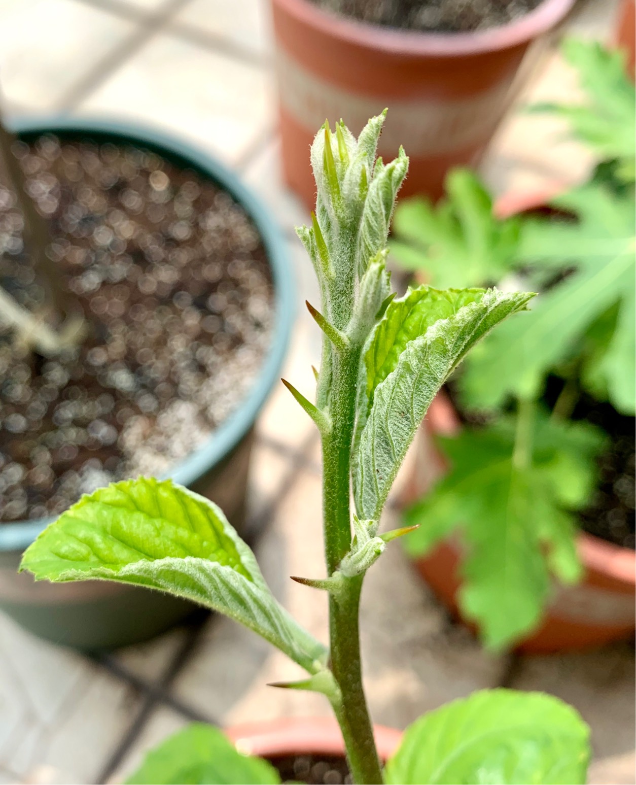 今年春节栽下的这棵青枣能开花结果吗?