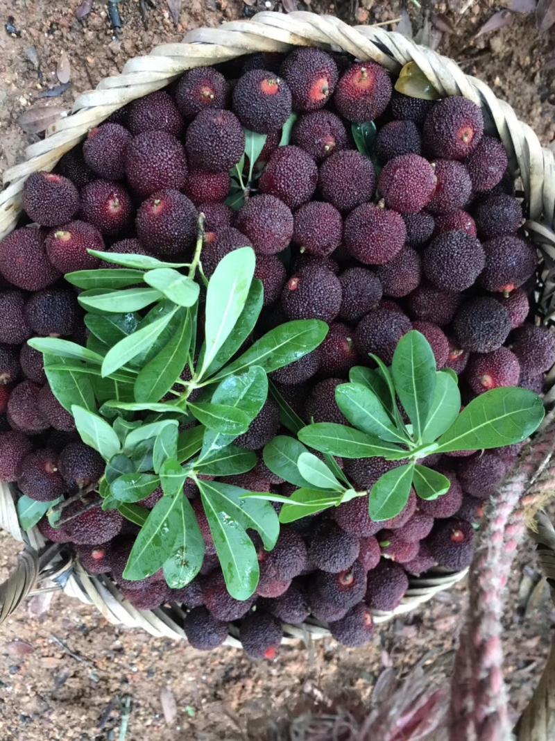 凹蒂乌酥杨梅大粒酥杨梅果形色泽诱人