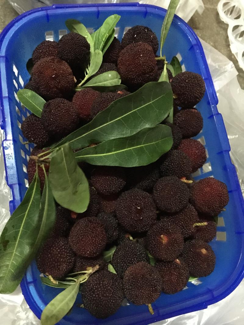 有一种美下雨依然诱人它就是硬丝杨梅