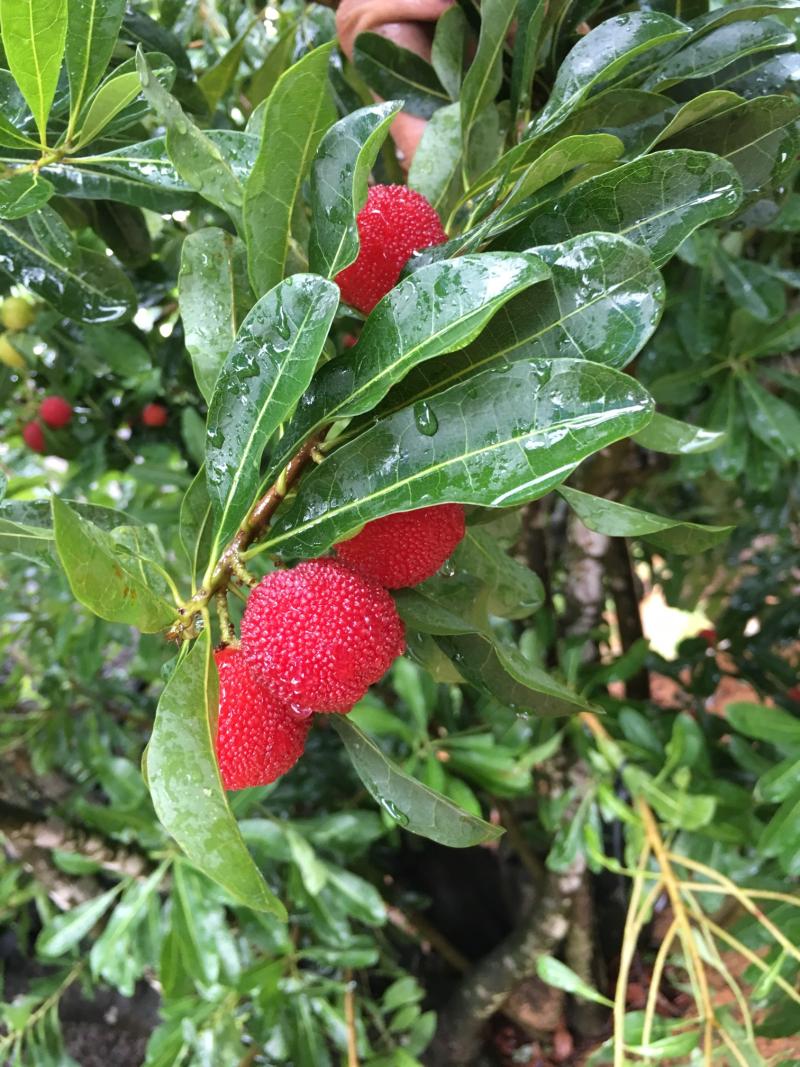 有一种美下雨依然诱人它就是硬丝杨梅
