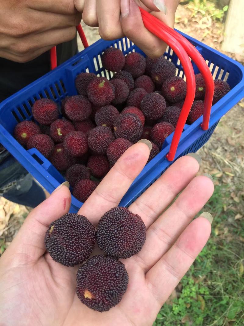 有一种美下雨依然诱人它就是硬丝杨梅