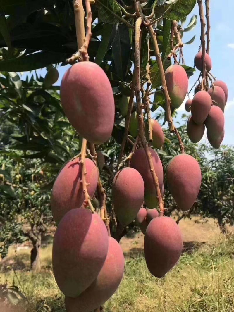 广西最甜芒果 - 芒果论坛 - 水果邦农人之家