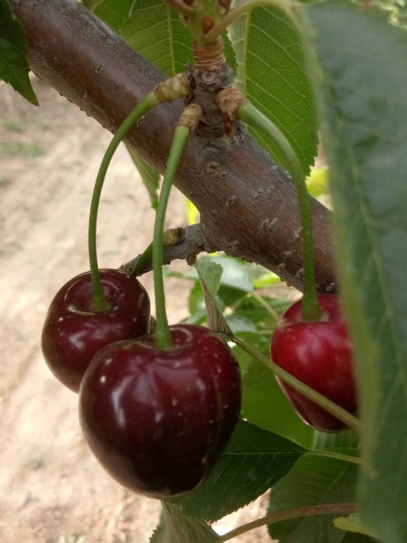 美国一号大樱桃