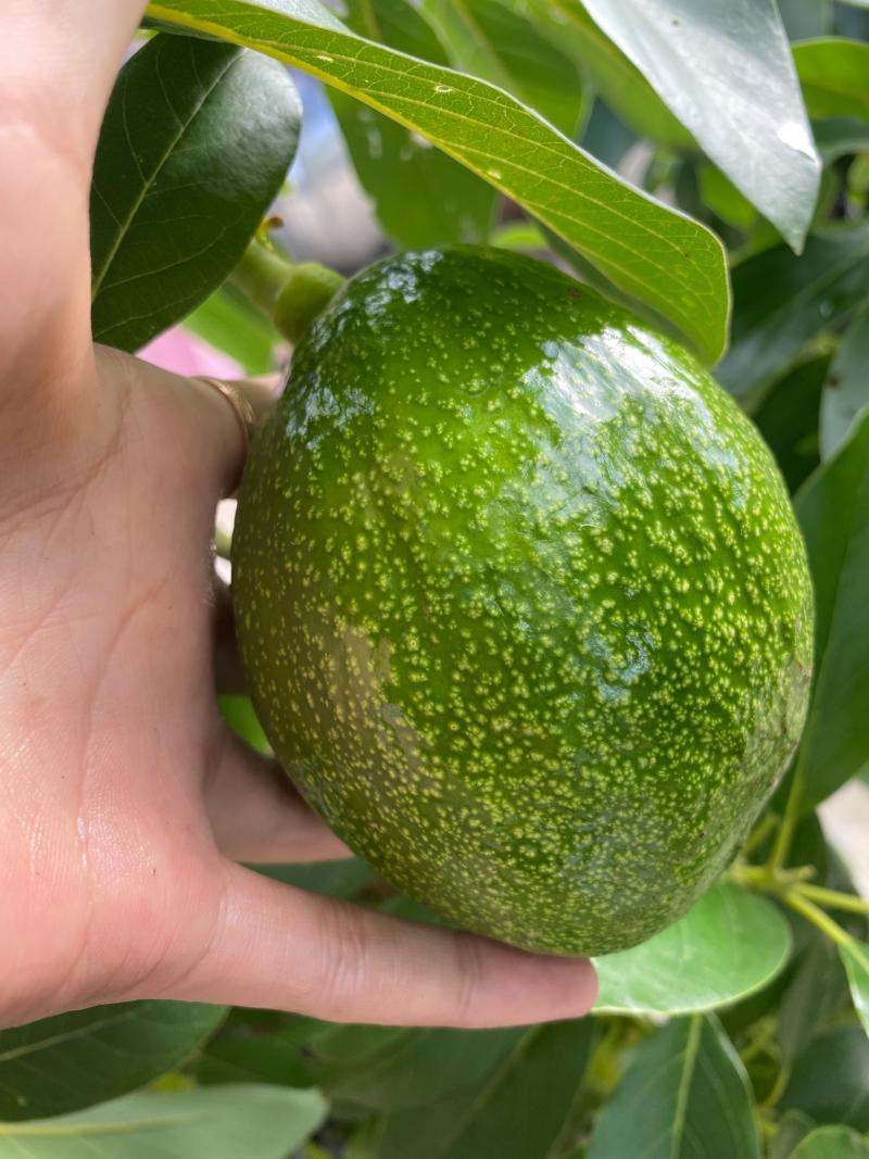 靠接桂垦牛油果,一年结果了