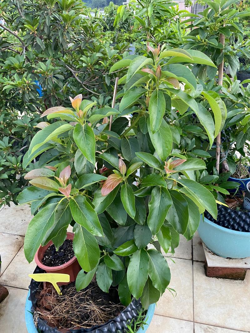 论坛 69 ≡南方果树区≡ 69 牛油果家族 69 靠接桂垦牛油果