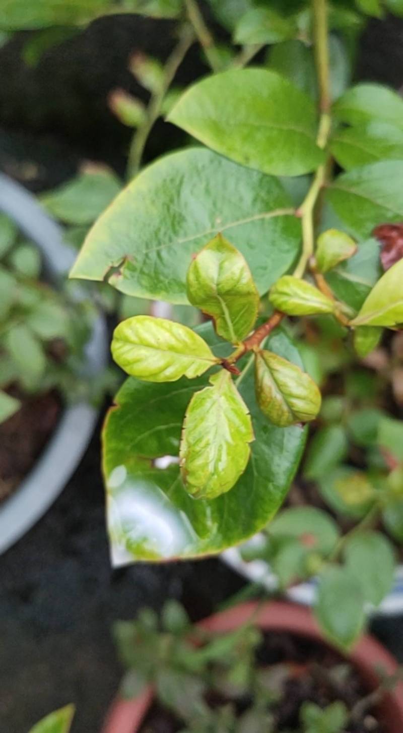 蓟马来了,各位又有啥好办法解决? - 蓝莓论坛 - 水果邦农人之家