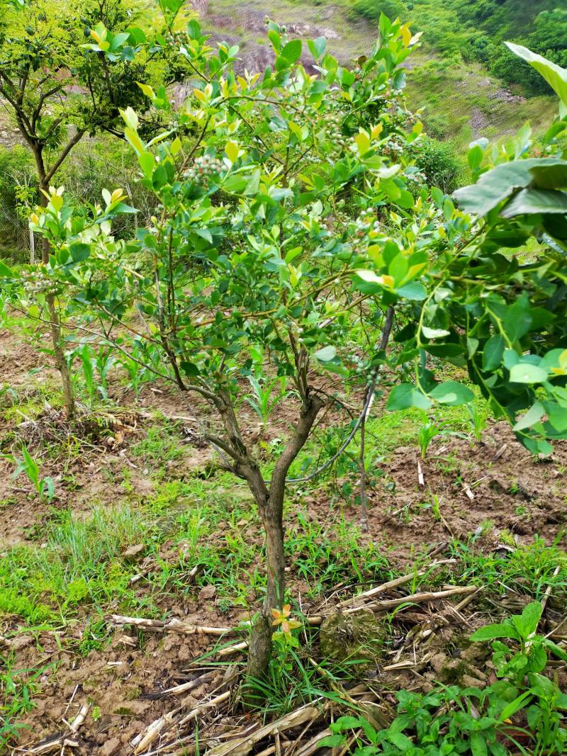 论坛 69 ≡果树导航≡ 69 浆果类讨论区 69 乌饭树 69 小叶乌