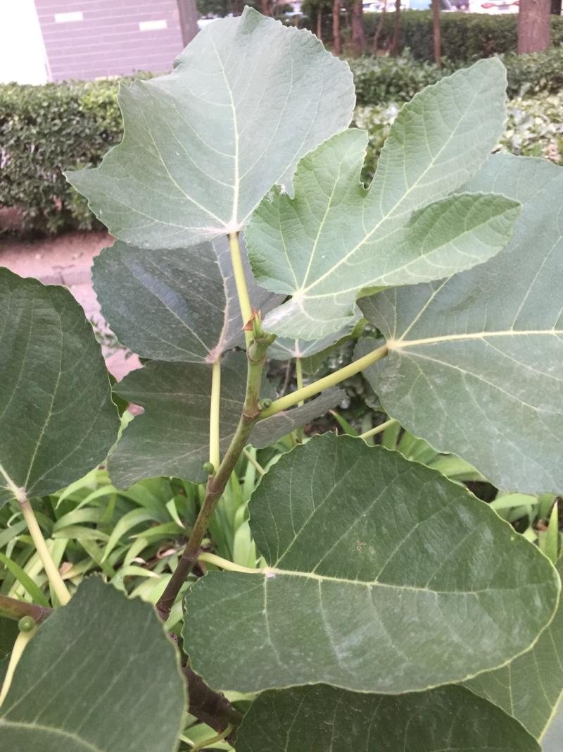 根瘤无花果不影响结果