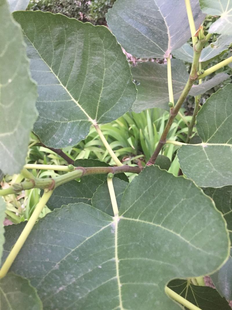 根瘤无花果不影响结果