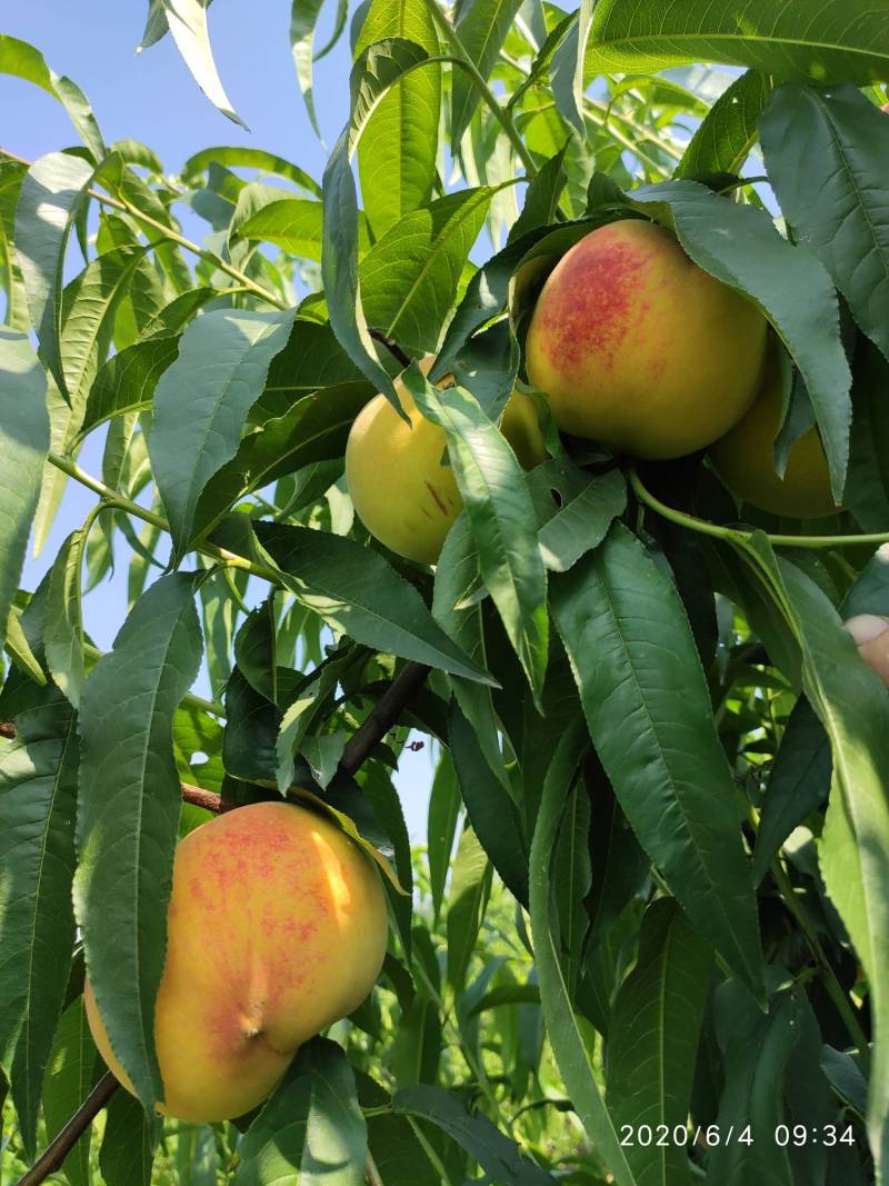 锦春黄桃始熟(没套袋,没疏果自然生长)