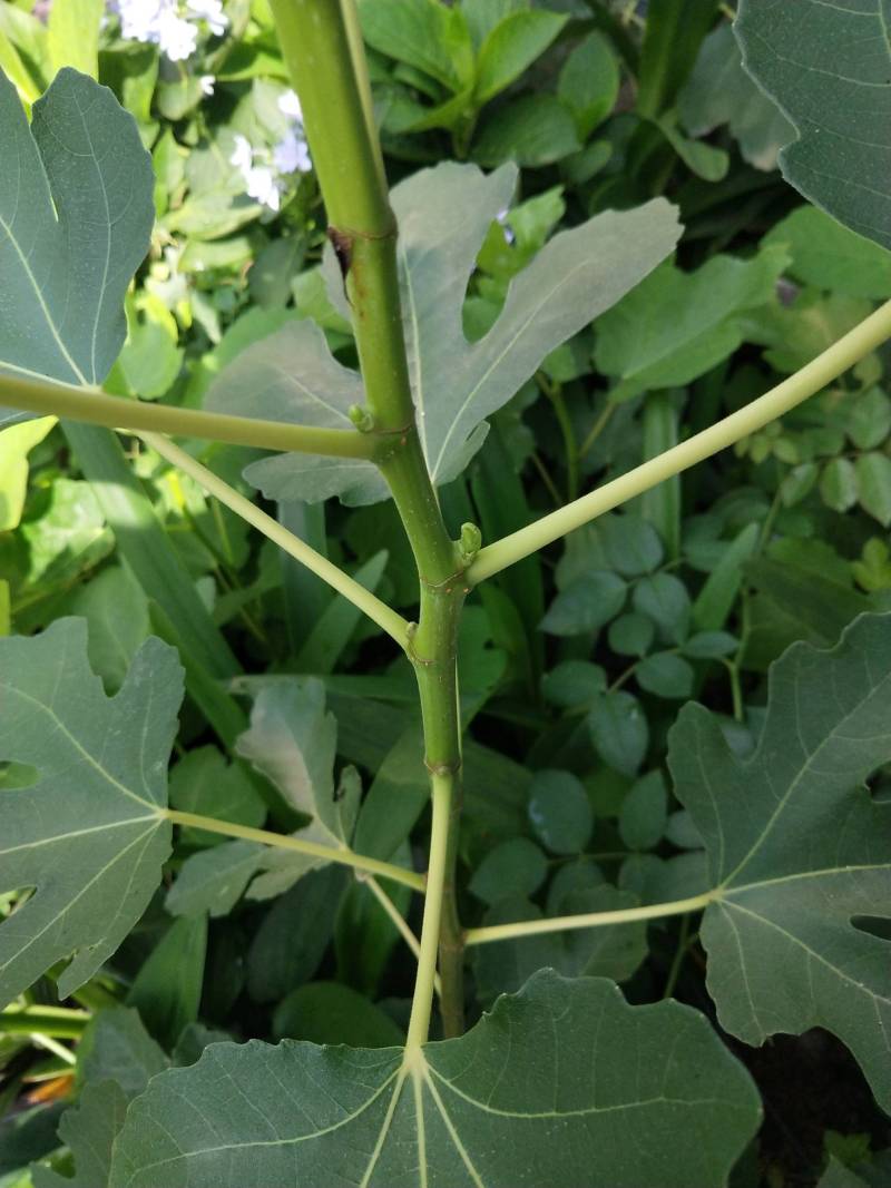 不来果芽来叶芽咋办办?