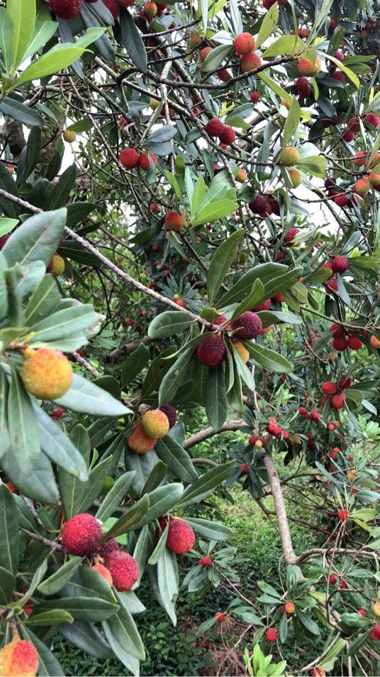 论坛 69 ≡南方果树区≡ 69 杨梅论坛 69 乌梅种西山乌梅