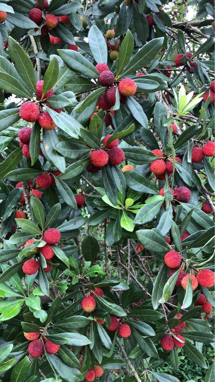 乌梅种西山乌梅