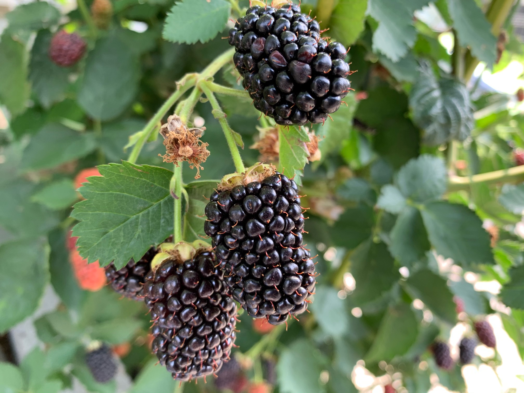 黑莓植株图片图片