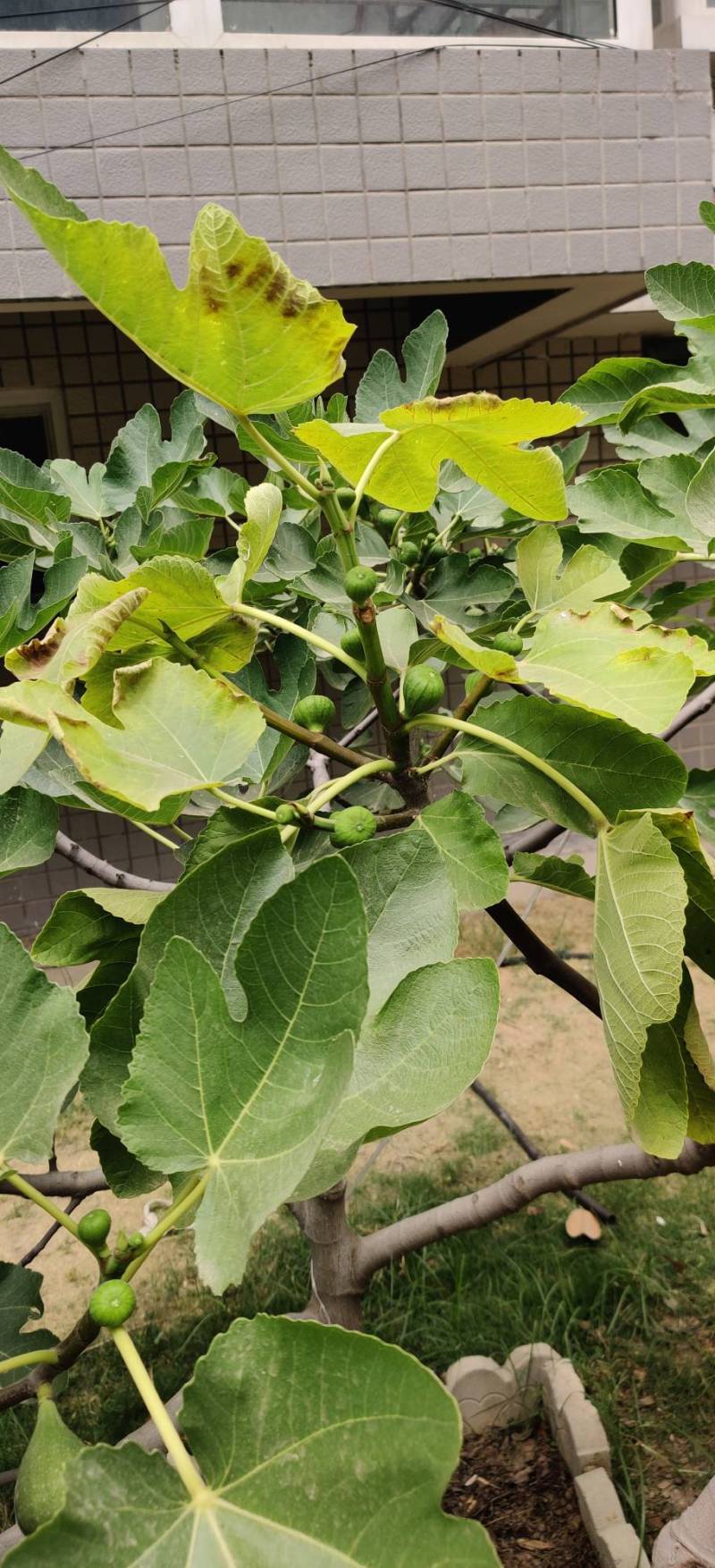 最近无花果出现黄叶情况.有知道原因的朋友吗?