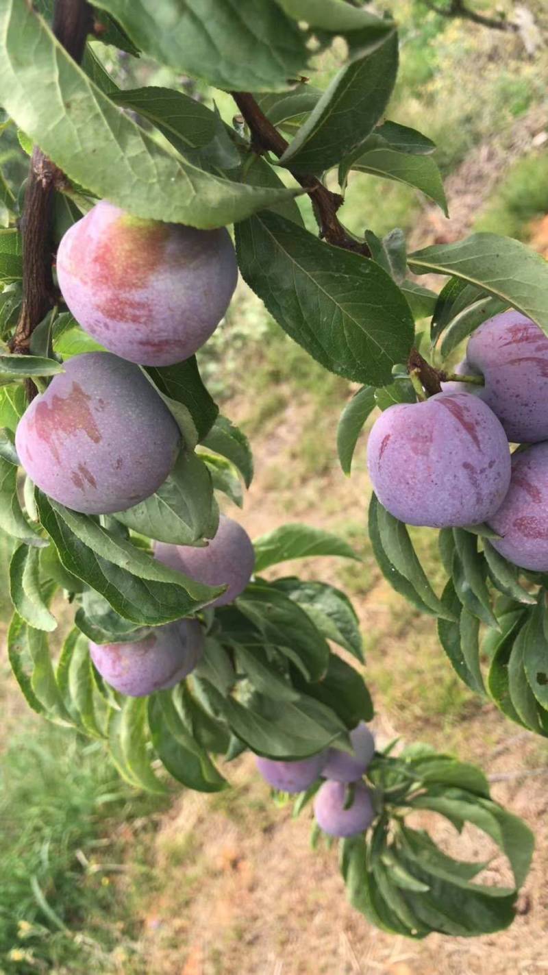 绵阳三台县五月脆李子