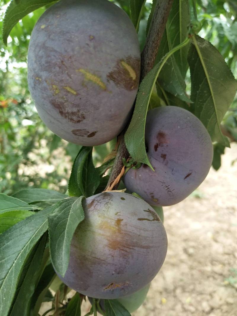 正宗杏李风味玫瑰现状