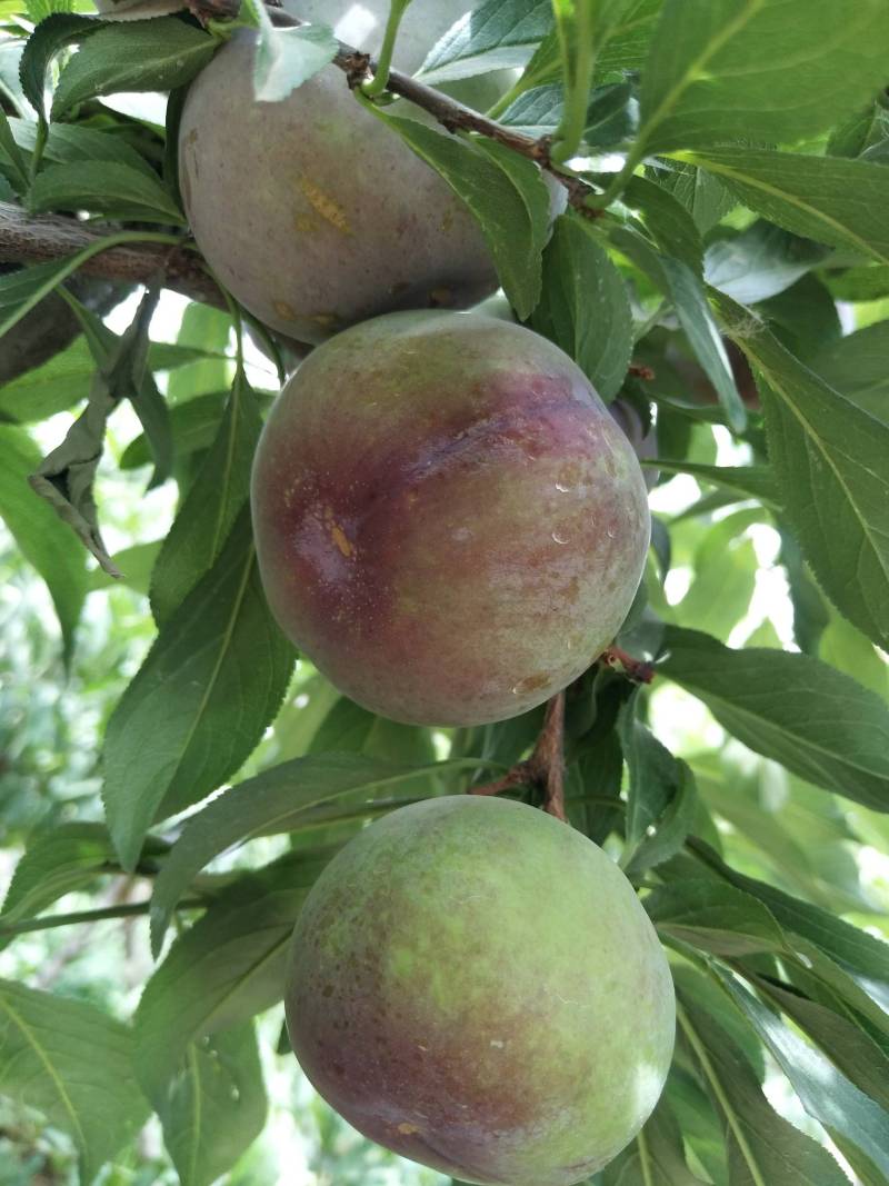 正宗杏李风味玫瑰现状