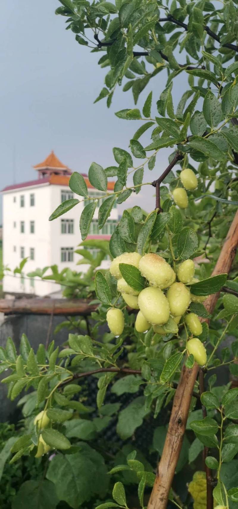 脆蜜枣快成熟了