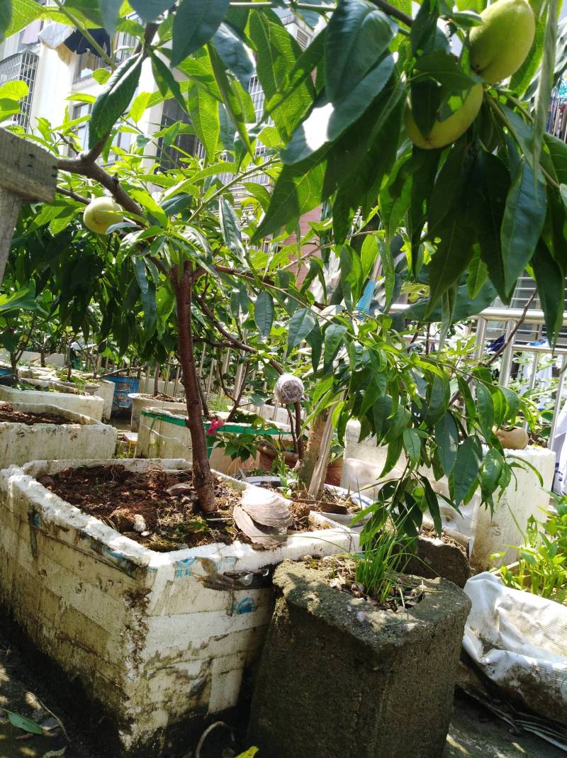 盆栽水蜜桃 - 桃树论坛 - 水果邦农人之家论坛