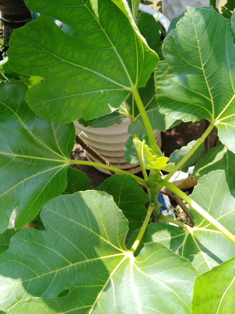 糖包子,新疆早黄 - 无花果论坛 - 水果邦农人之家论坛