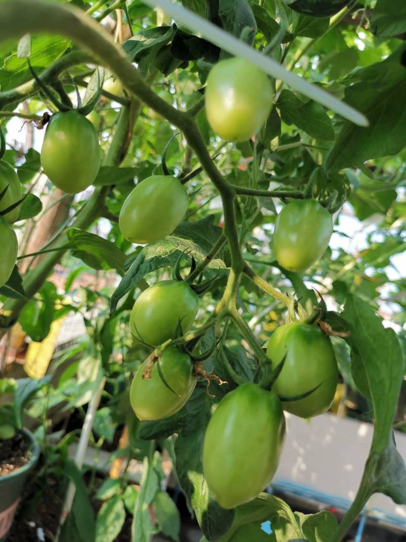 圣女果为什么不变红,都长这么大了