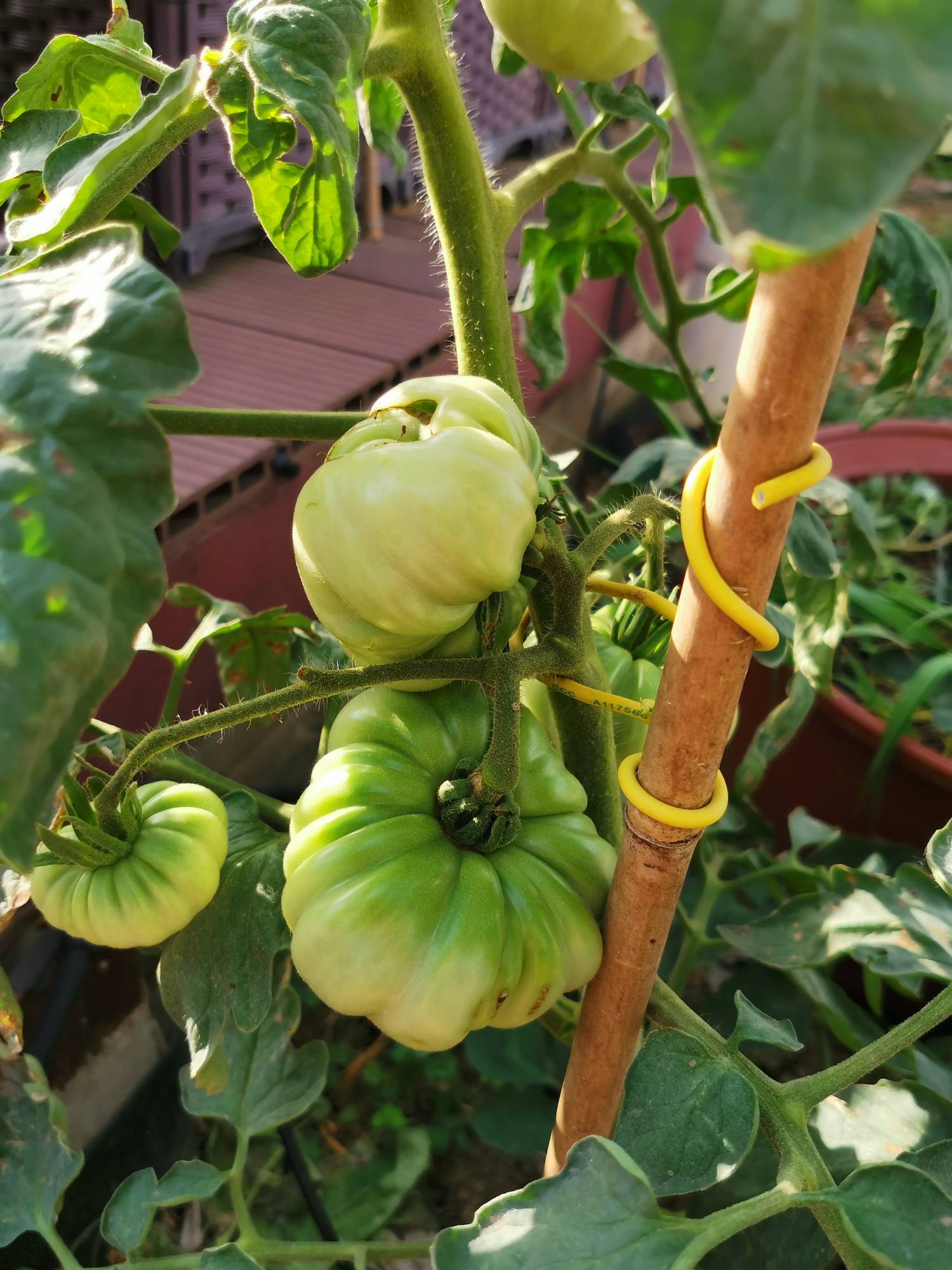 马蹄结果好难啊,红粟力到底有多袖珍 - 番茄论坛 - 水果邦农人之家