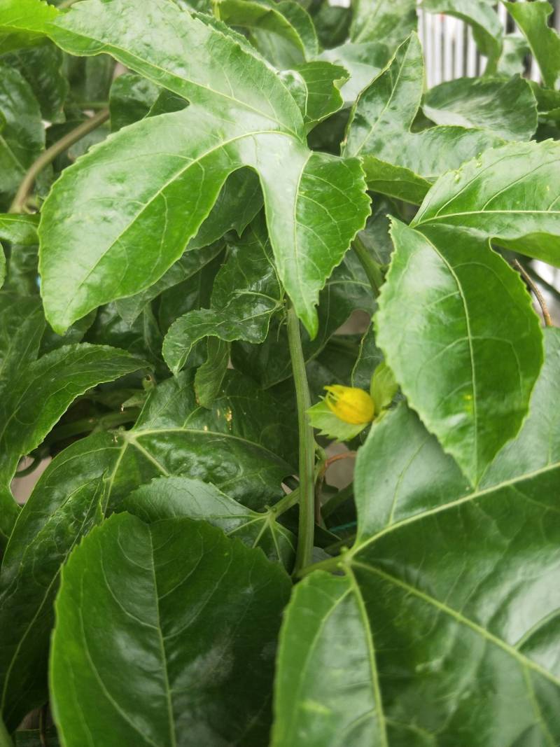 花芽黄了 - 百香果论坛 - 水果邦农人之家论坛