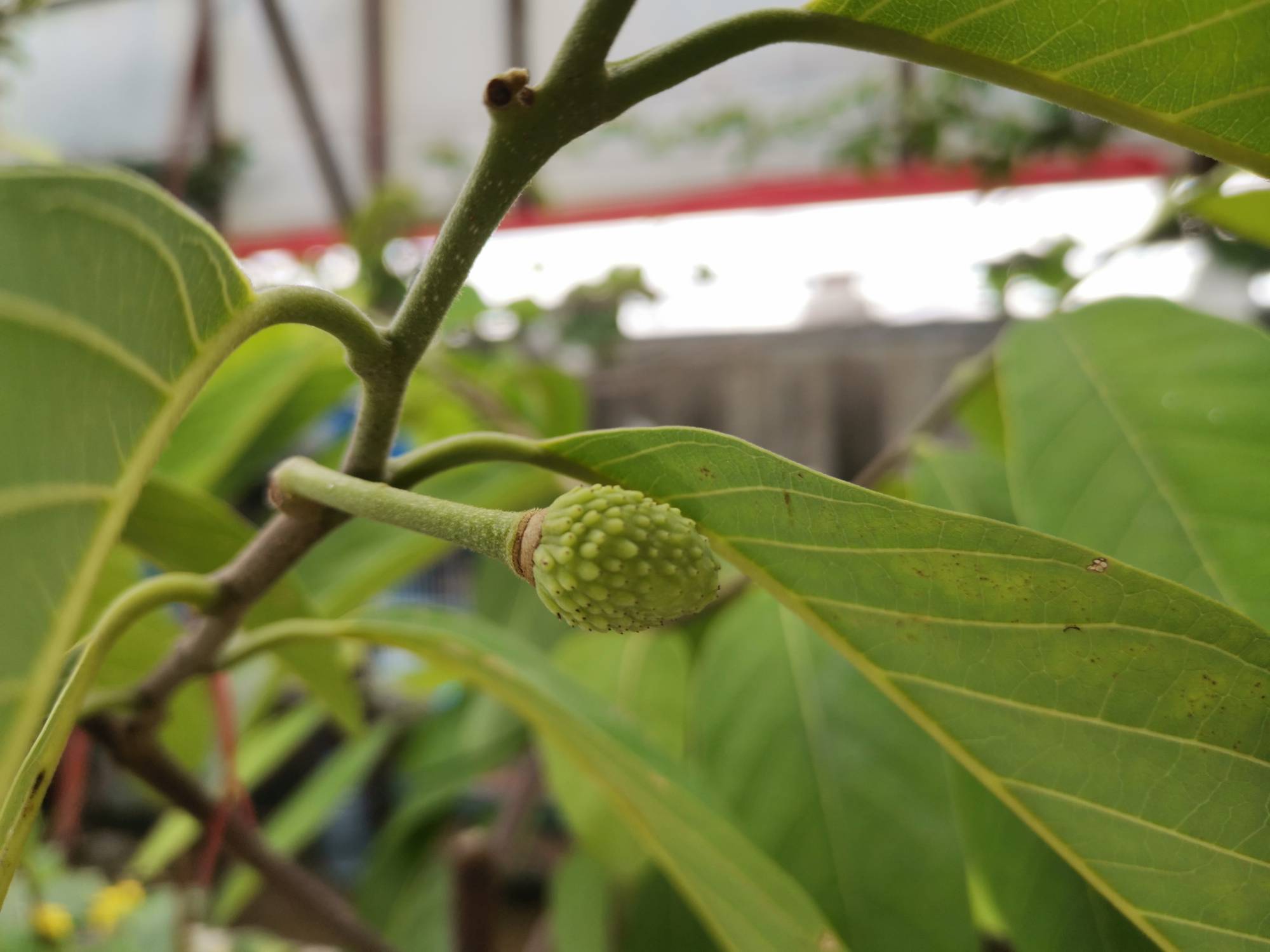 论坛 69 ≡南方果树区≡ 69 番荔枝(释迦) 69 凤梨释迦只有