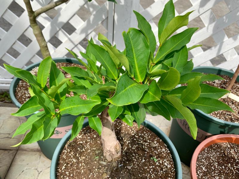 各种品种的莲雾一般几月份开花