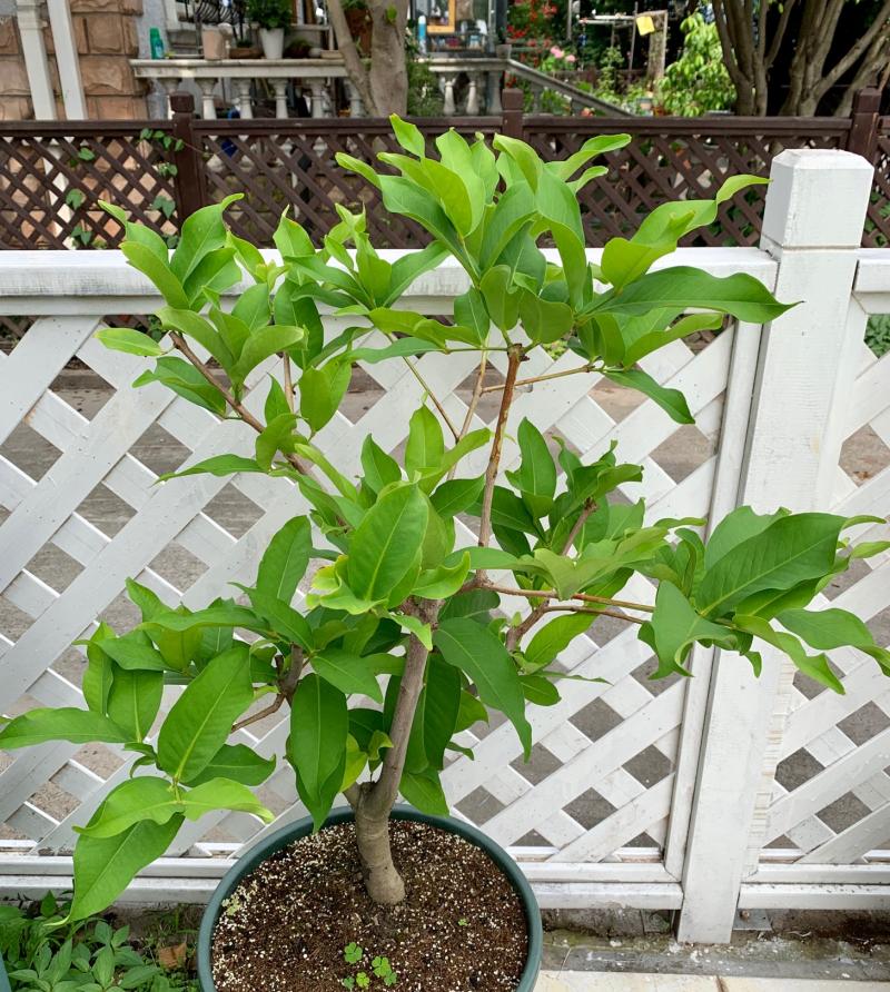 各种品种的莲雾一般几月份开花