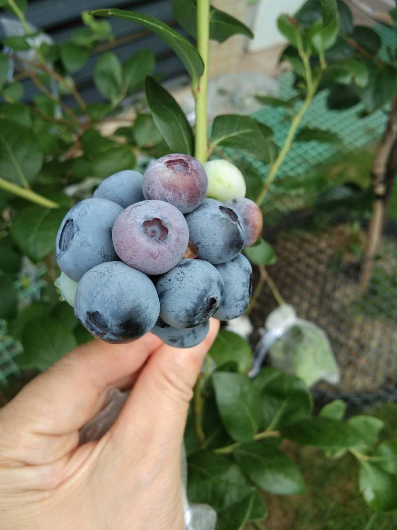 莱格西快熟了 - 蓝莓论坛 - 水果邦农人之家论坛
